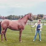 Haras De La Cère Et Ses Chevaux Polminhac