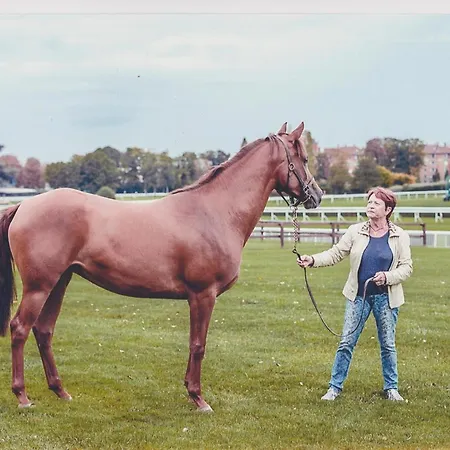 Haras De La Cere Et Ses Chevaux Polminhac