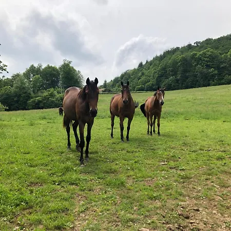 Haras De La Cere Et Ses Chevaux * Polminhac