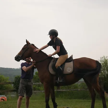 Haras De La Cere Et Ses Chevaux Polminhac
