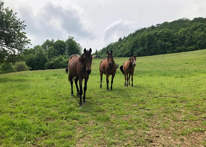 Haras De La Cere Et Ses Chevaux * Polminhac
