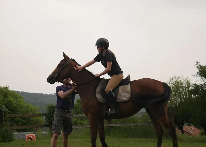 Haras De La Cere Et Ses Chevaux Polminhac